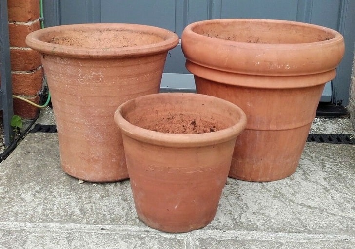 Evde Saksıda Sarımsak Nasıl Yetiştirilir (En az 20cm Derinliğinde saksı seçin)