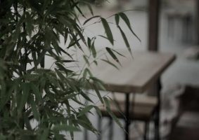 Evde Bambu Bitkisinin Bakımı (Bambu Dikimi)